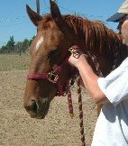 Slide halter noseband around your horse's nose