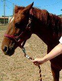 Leading horse by halter