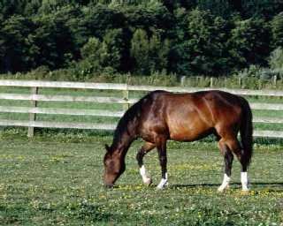 Horse Pasture Management, Managing Horse Pasture