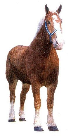Radar, Tallest Living Horse