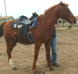 How to Saddle a Horse