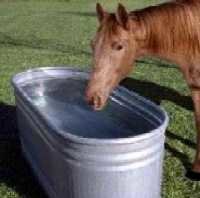 Watering and Feeding Your Horse, Watering Your Horse